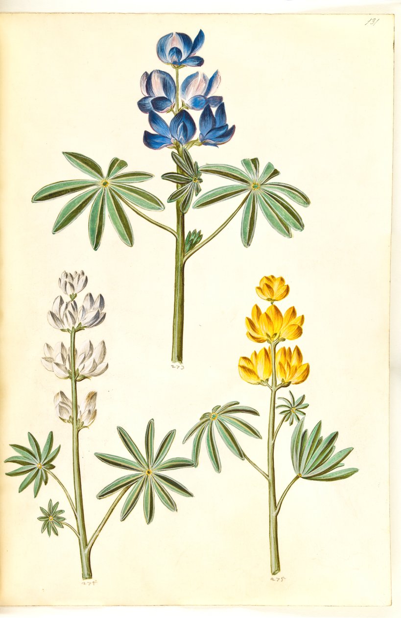 Lupinus pilosus (blå lupin); Lupinus albus (hvid lupin); Lupinus luteus (gul lupin) by Hans Simon Holtzbecker