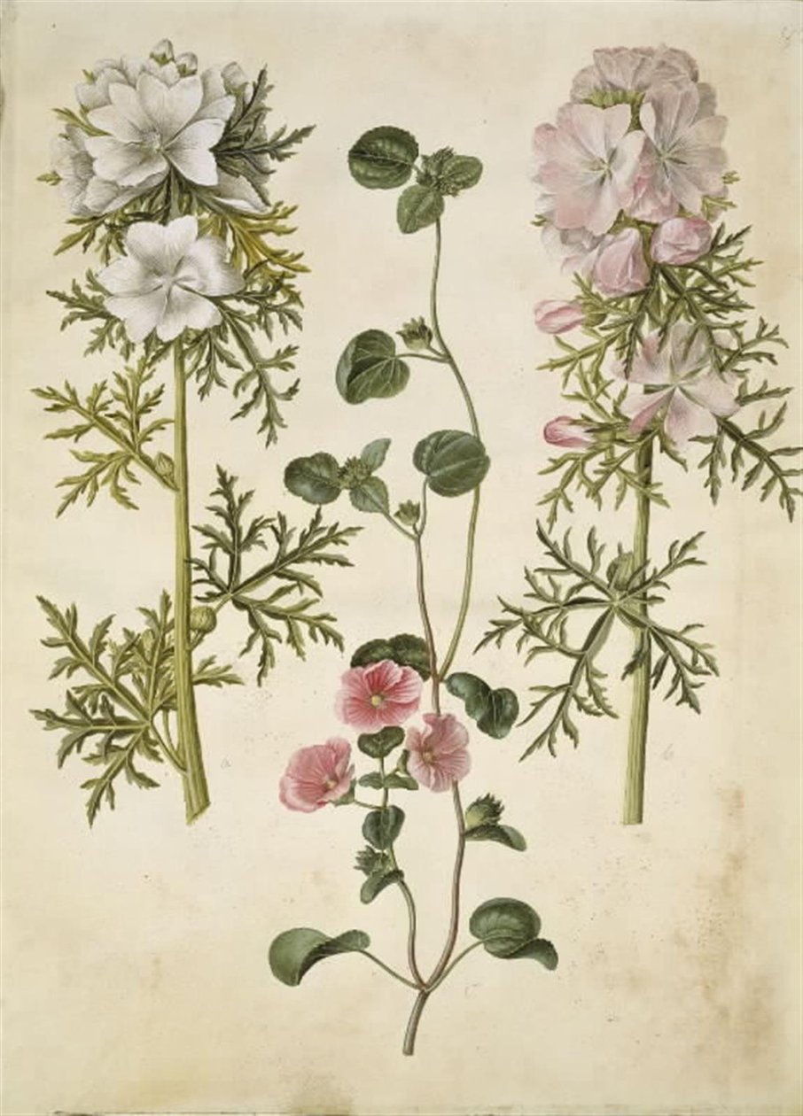 Malva moschata (Musk Mallow); Malva or Malope (species of Mallow or Malope) by Hans Simon Holtzbecker
