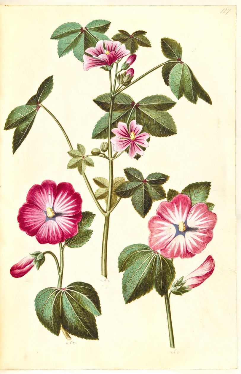 Malva sylvestris (Common Mallow); Lavatera trimestris (Annual Mallow) by Hans Simon Holtzbecker