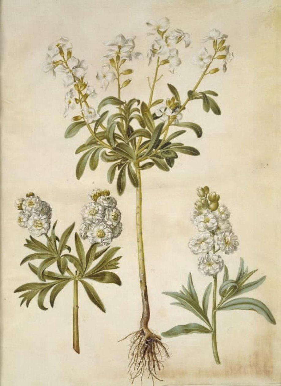 Matthiola incana (Winter Stock) by Hans Simon Holtzbecker