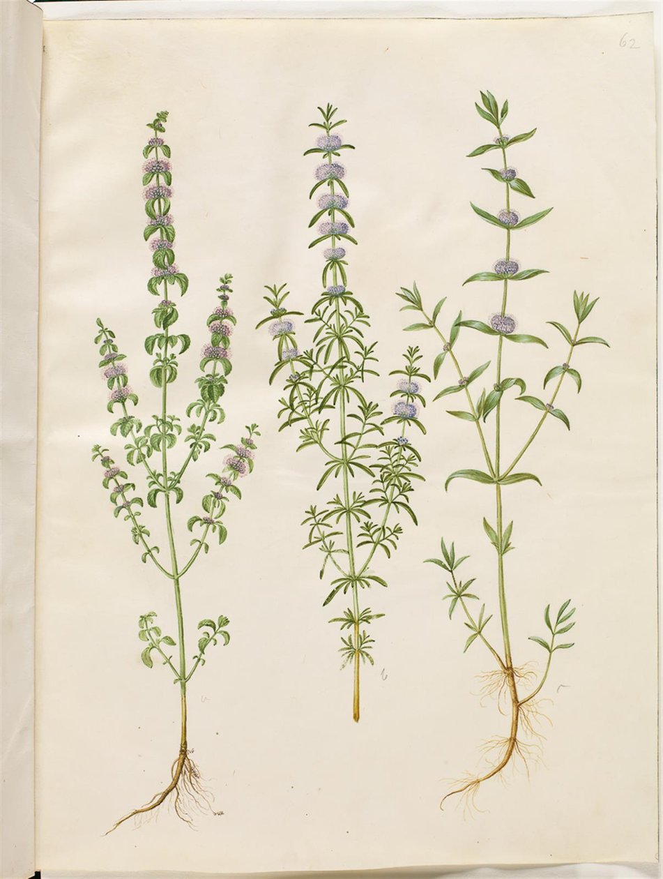 Mentha pulegium (polej-mynte); Mentha cervina (hjorte-mynte); Mentha (art af mynte) by Hans Simon Holtzbecker