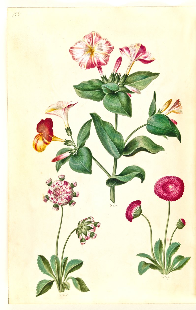 Mirabilis jalapa (Marvel of Peru); Bellis perennis (Common Daisy) by Hans Simon Holtzbecker
