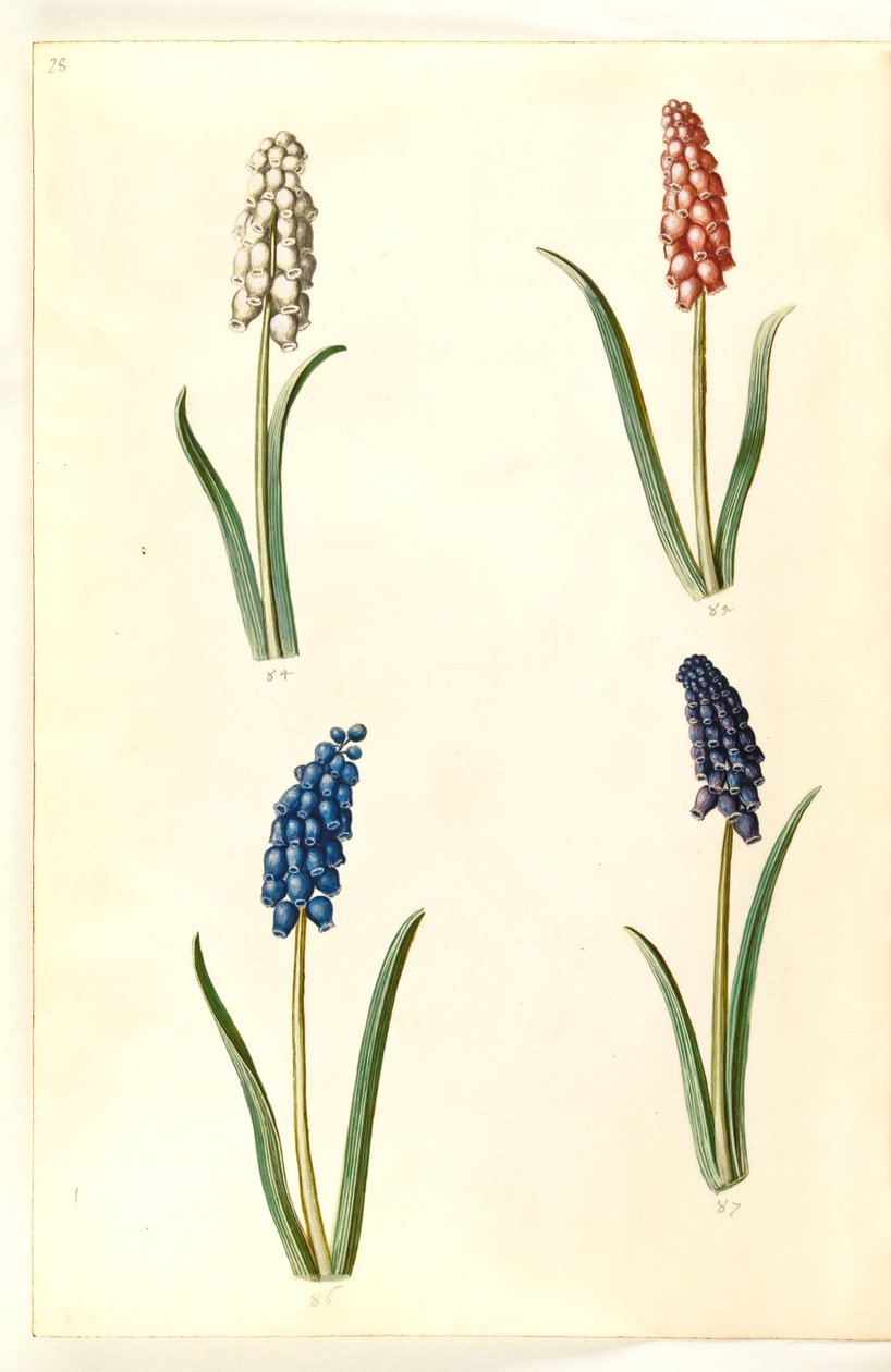 Muscari botryoides (Common Grape Hyacinth) by Hans Simon Holtzbecker