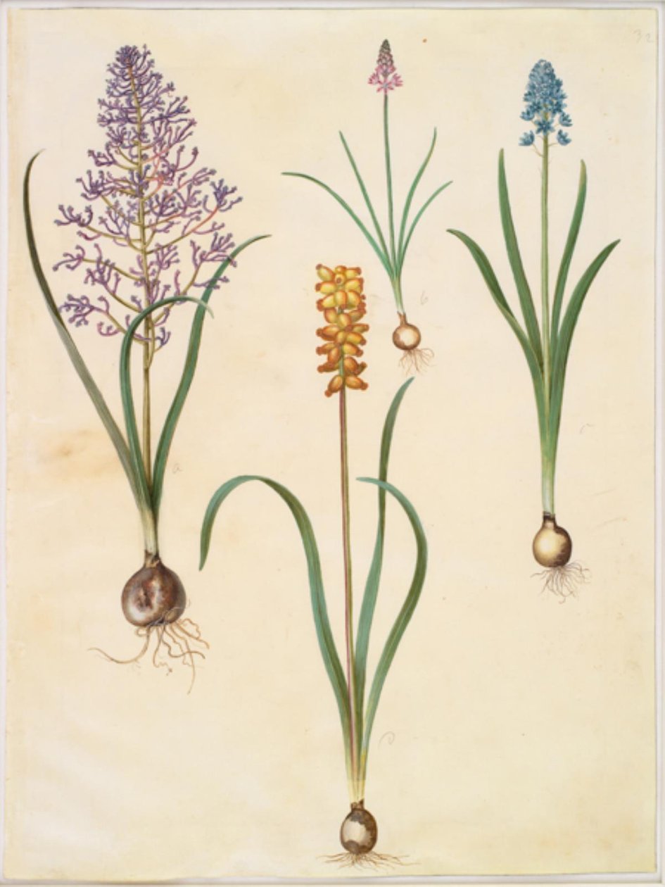 Muscari comosum (fjerhyacint); Scilla autumnalis (høst-skilla); Hyacinthoides italica (italiensk klokkeskilla); Muscari macrocarpum (gul perlehyacint) by Hans Simon Holtzbecker