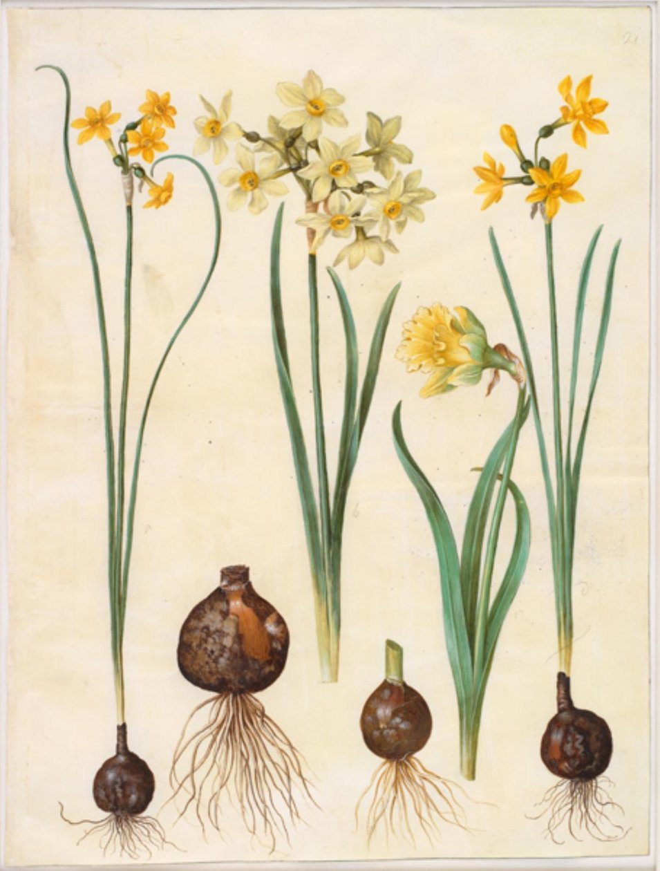 Narcissus jonquilla (siv-narcis); Narcissus tazetta aureus (guld-tazet); Narcissus pseudonarcissus bicolor (tofarvet påskelilje) by Hans Simon Holtzbecker