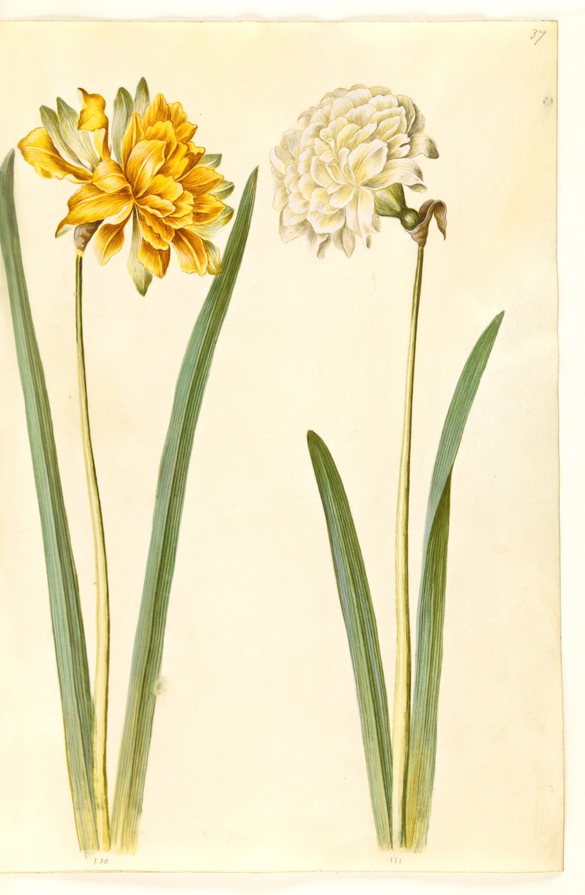 Narcissus pseudonarcissus (Daffodil) by Hans Simon Holtzbecker