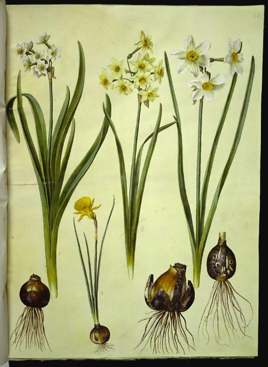 Narcissus tazetta; Narcissus ×medioluteus; Narcissus bulbocodium by Hans Simon Holtzbecker