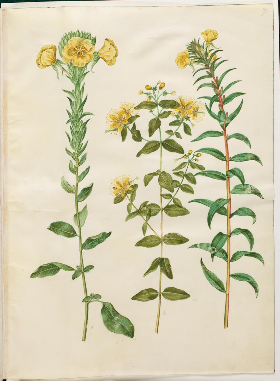 Oenothera biennis (toårig natlys); Hypericum hircinum (stinkende perikon); Oenothera rubricaulis (rødfrugtet natlys) by Hans Simon Holtzbecker