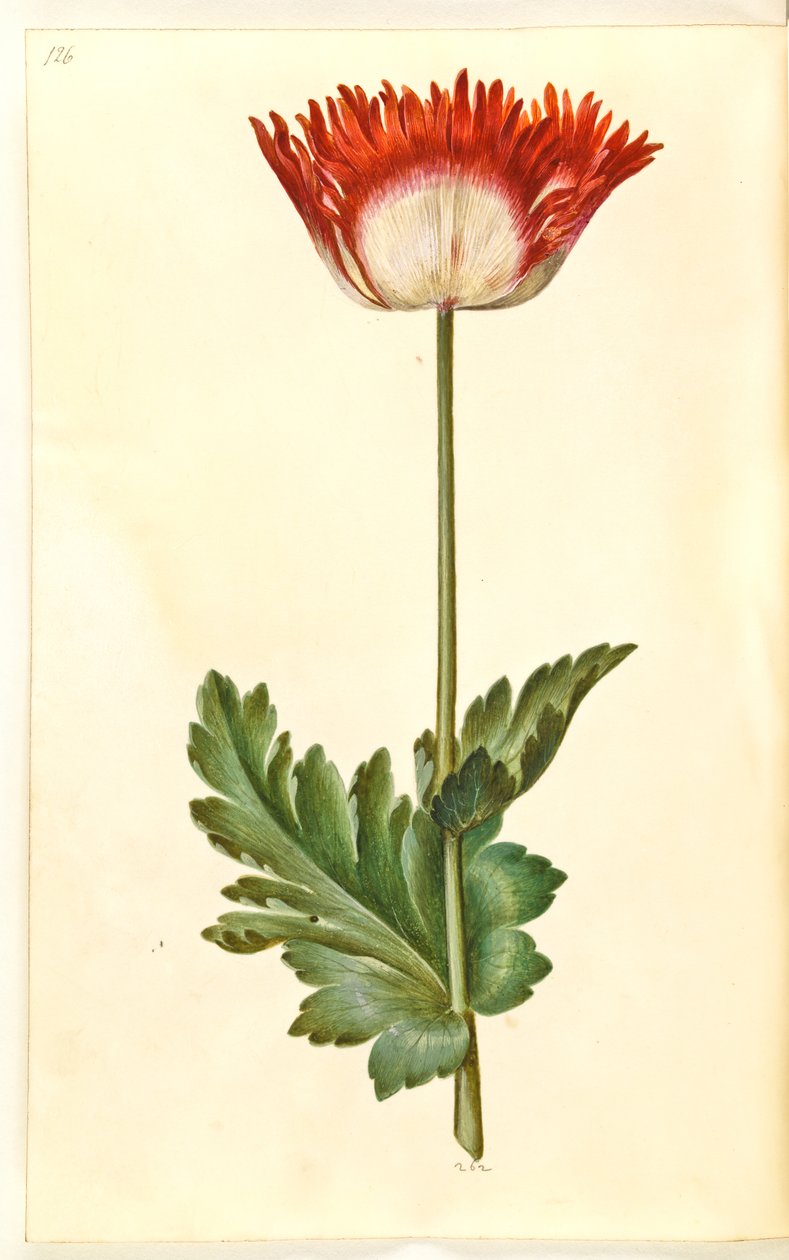 Papaver somniferum (Opium Poppy) by Hans Simon Holtzbecker