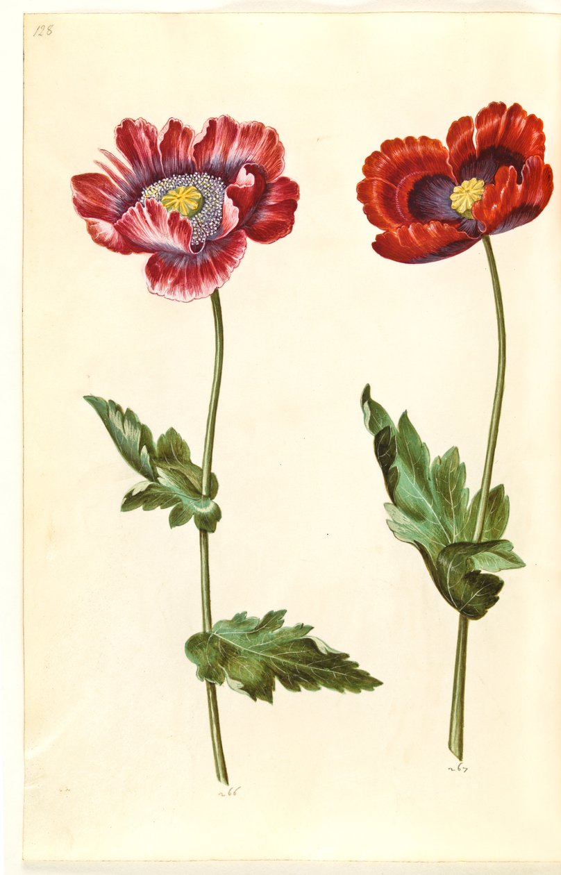 Papaver somniferum (Opium Poppy) by Hans Simon Holtzbecker