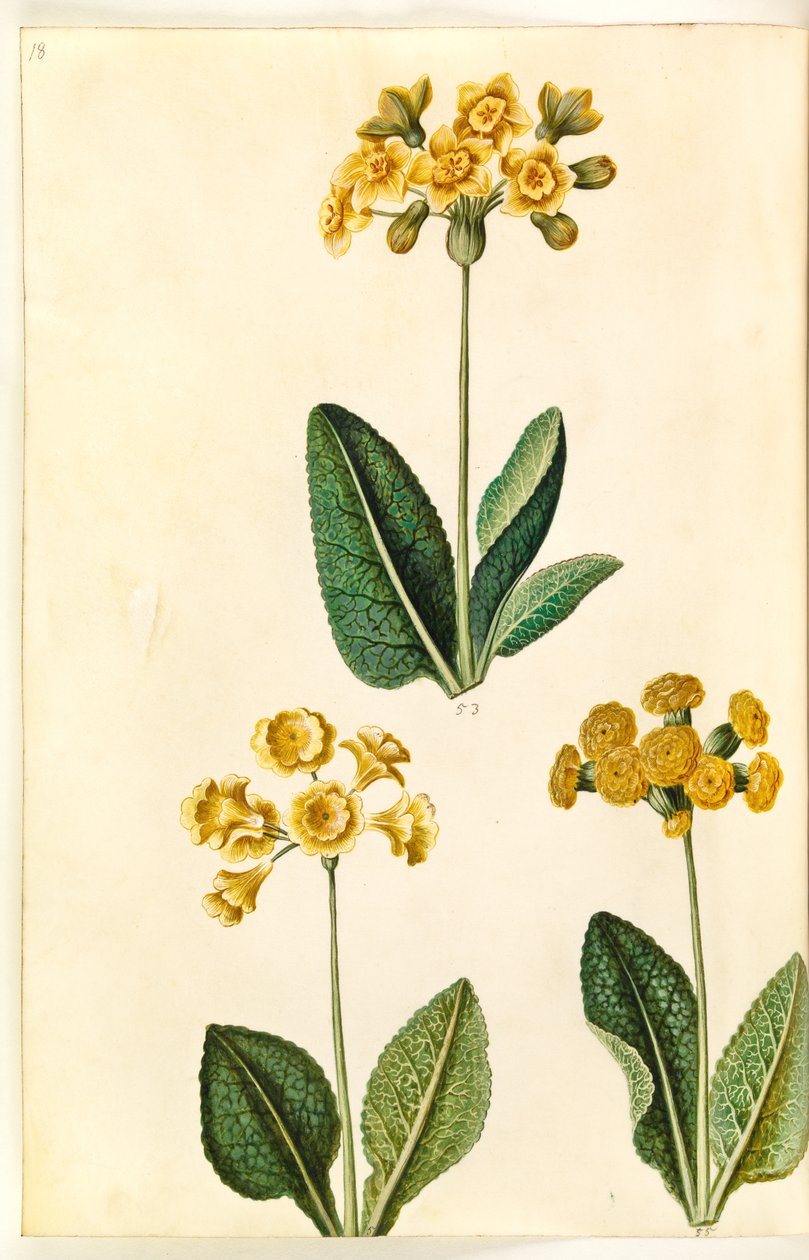 Primula ×polyantha (?); Primula veris (?) by Hans Simon Holtzbecker