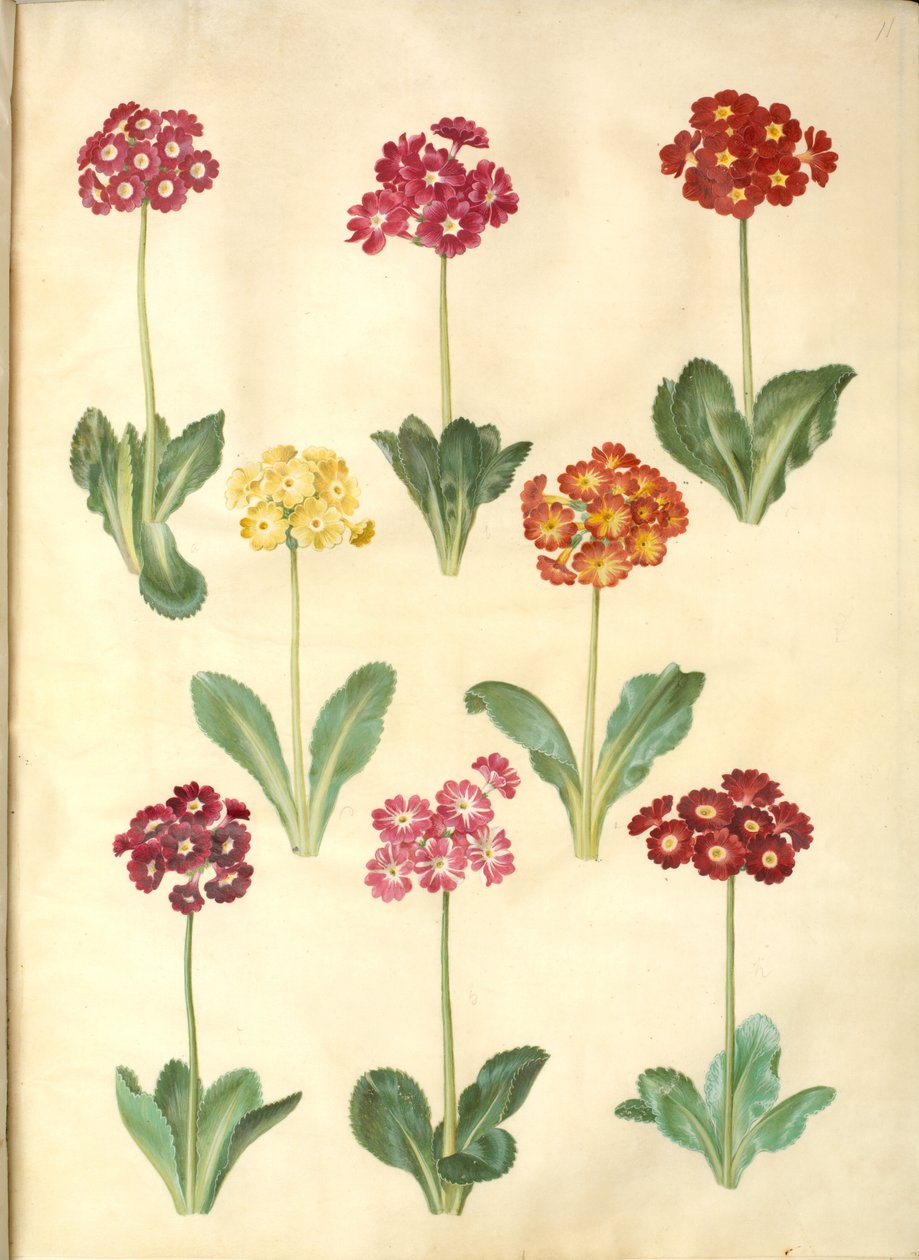 Primula ×pubescens (Garden Auricula) by Hans Simon Holtzbecker