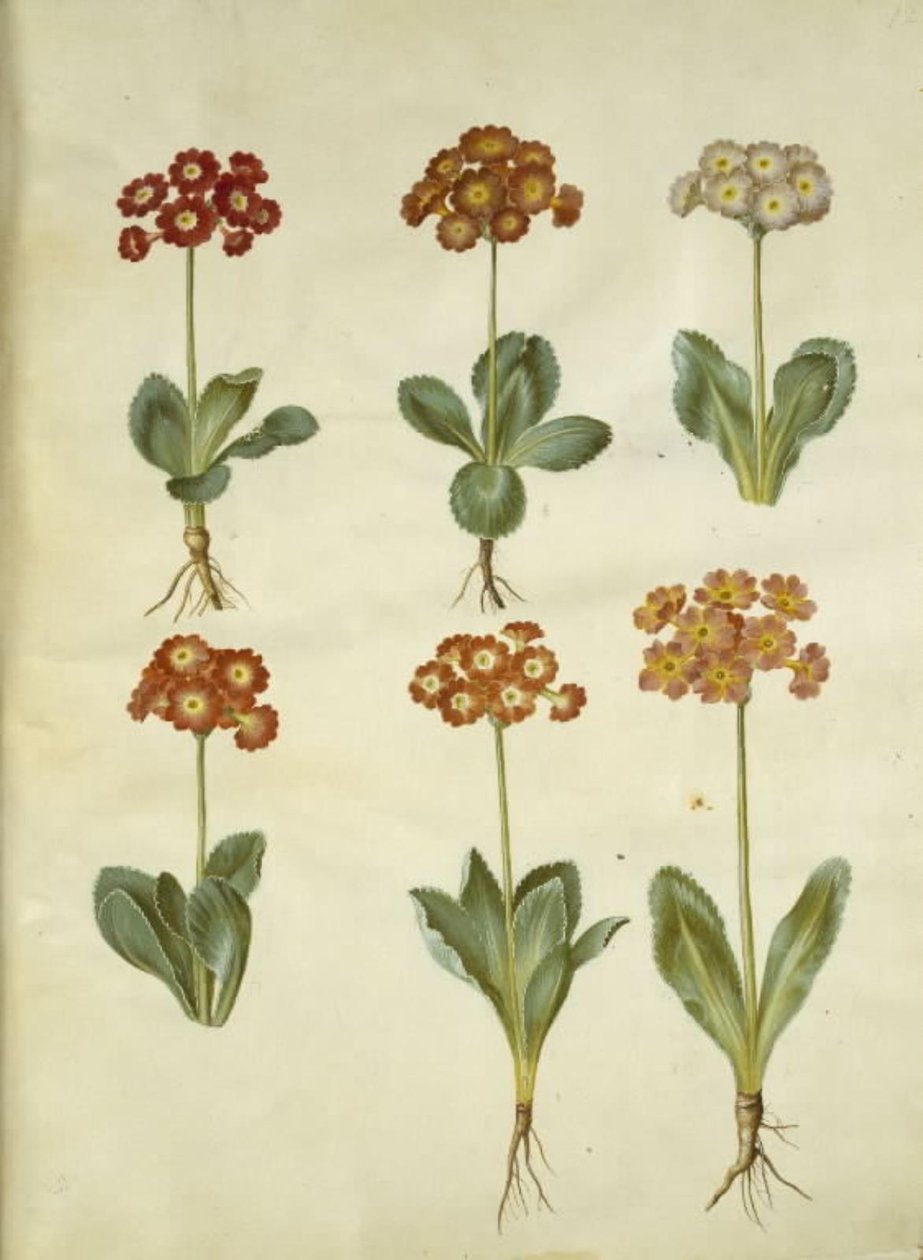 Primula ×pubescens (Garden Auricula) by Hans Simon Holtzbecker