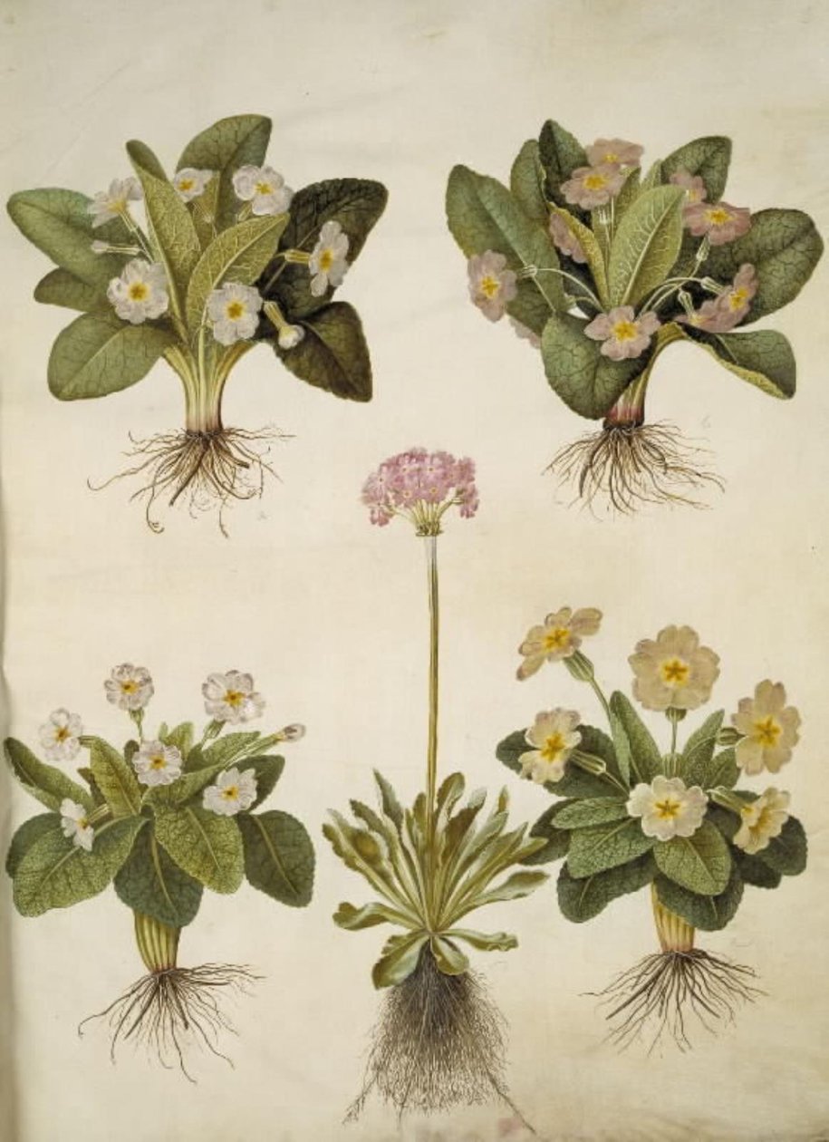 Primula Vulgaris (Hybrid of Large-Flowered Primrose); Primula Farinosa (Mealy Primrose) by Hans Simon Holtzbecker