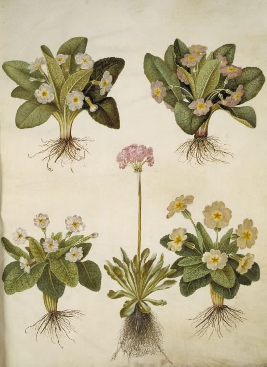 Primula vulgaris (hybrid af storblomstret kodriver); Primula farinosa (melet kodriver) by Hans Simon Holtzbecker