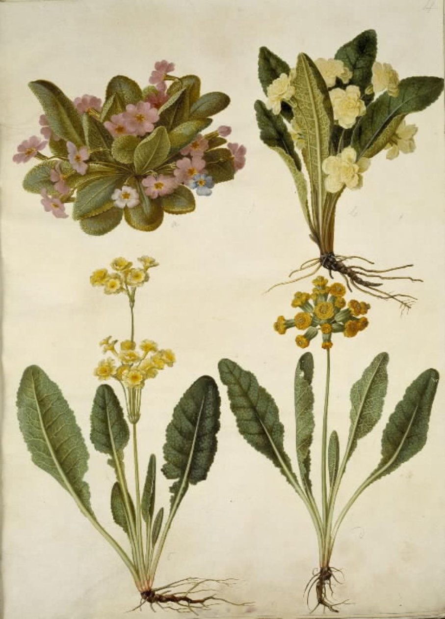 Primula Vulgaris (Carnival Primrose); Primula Vulgaris (Hybrid of Large-Flowered Primrose); Primula Veris (Hybrid of Cowslip) by Hans Simon Holtzbecker