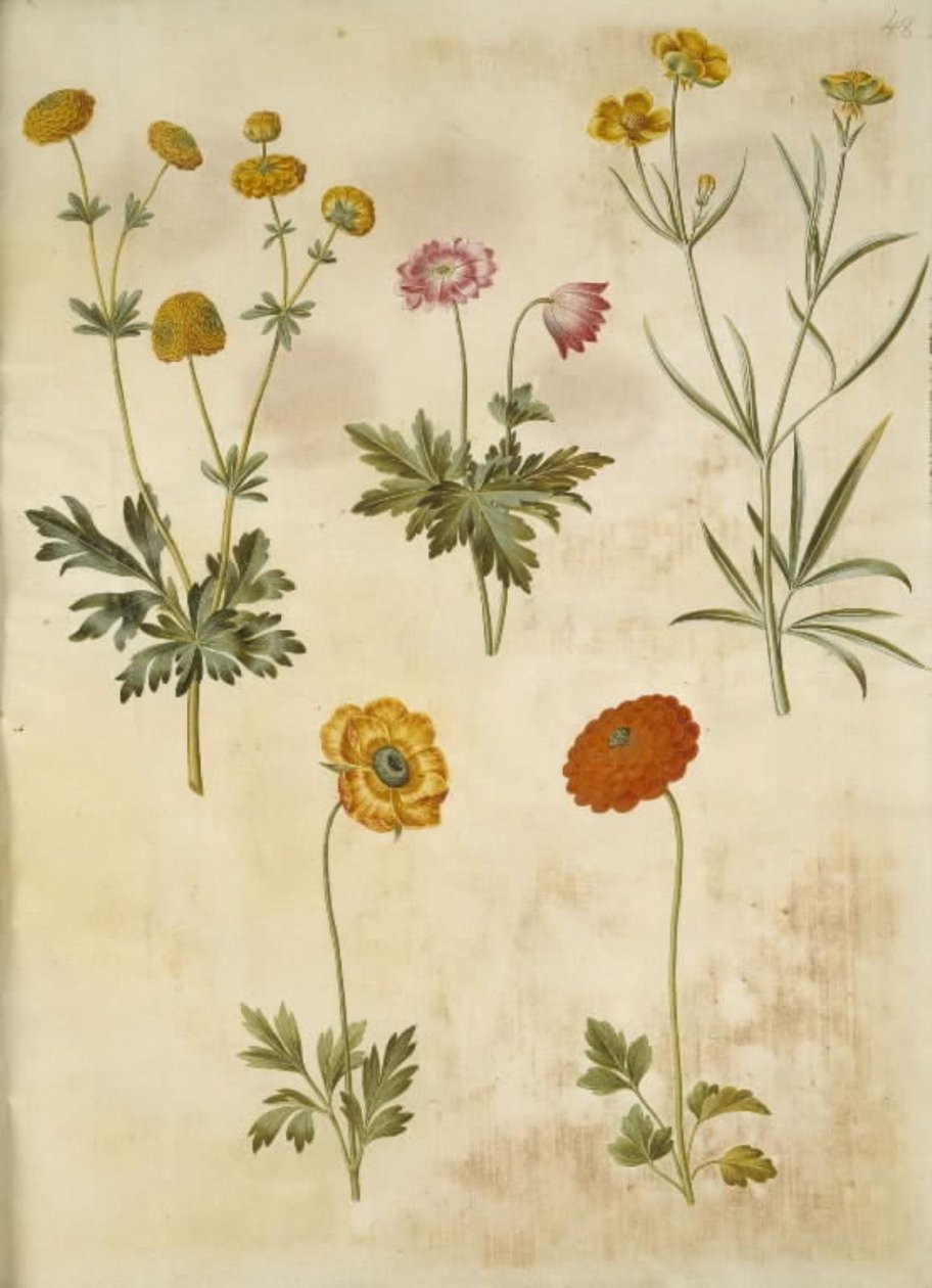 Ranunculus acris (Buttercup); Anemone nemorosa (Wood Anemone); Ranunculus illyricus (Illyrian Buttercup); Ranunculus asiaticus (Persian Buttercup) by Hans Simon Holtzbecker