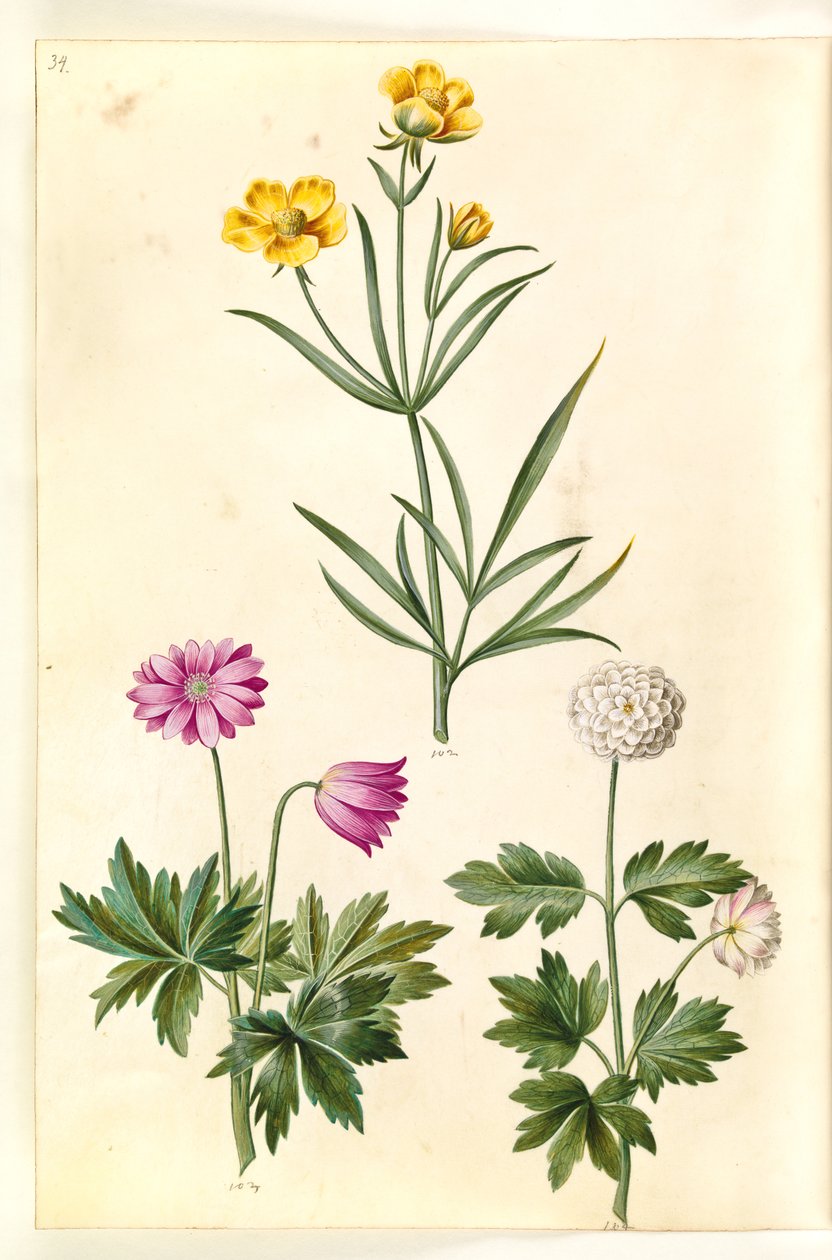 Ranunculus illyricus (Steppe Buttercup); Anemone nemorosa (Wood Anemone) by Hans Simon Holtzbecker
