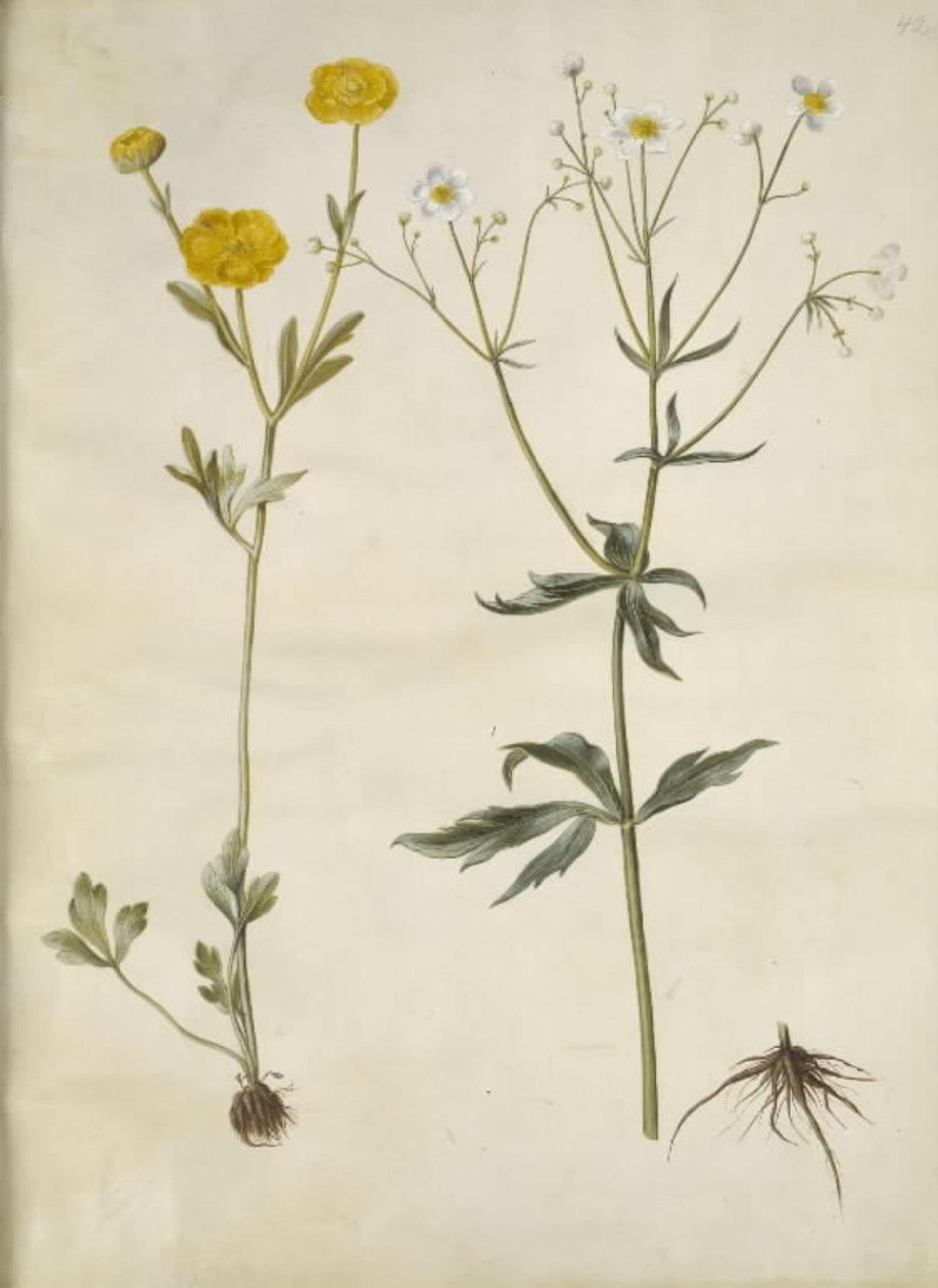 Ranunculus monspeliacus (Silk Buttercup); Ranunculus aconitifolius (Aconite-leaved Buttercup) by Hans Simon Holtzbecker