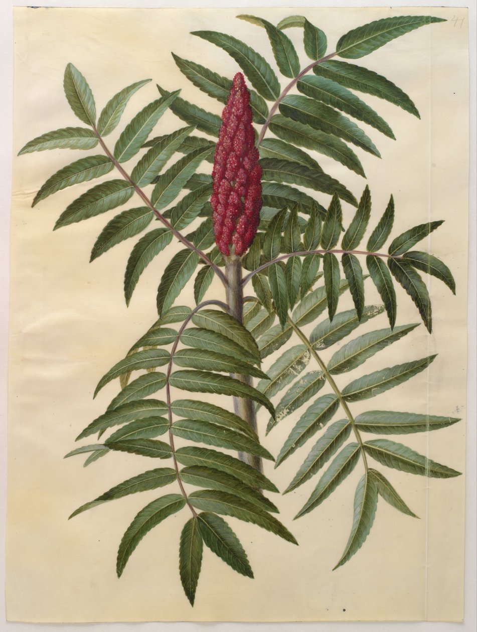 Rhus typhina by Hans Simon Holtzbecker