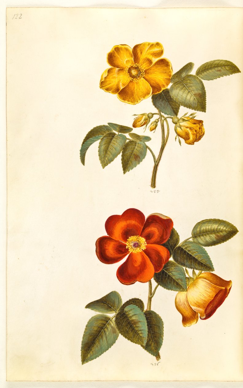 Rosa foetida (yellow rose); Rosa foetida (Turkish rose) by Hans Simon Holtzbecker