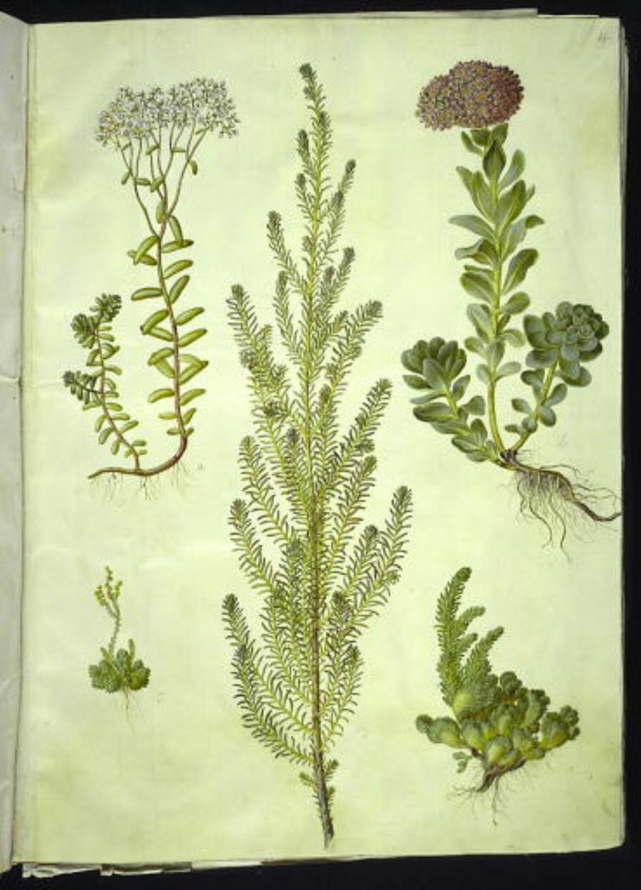 Sedum album; Sedum anacampseros; Sedum; Suaeda vera; Sedum rupestre by Hans Simon Holtzbecker
