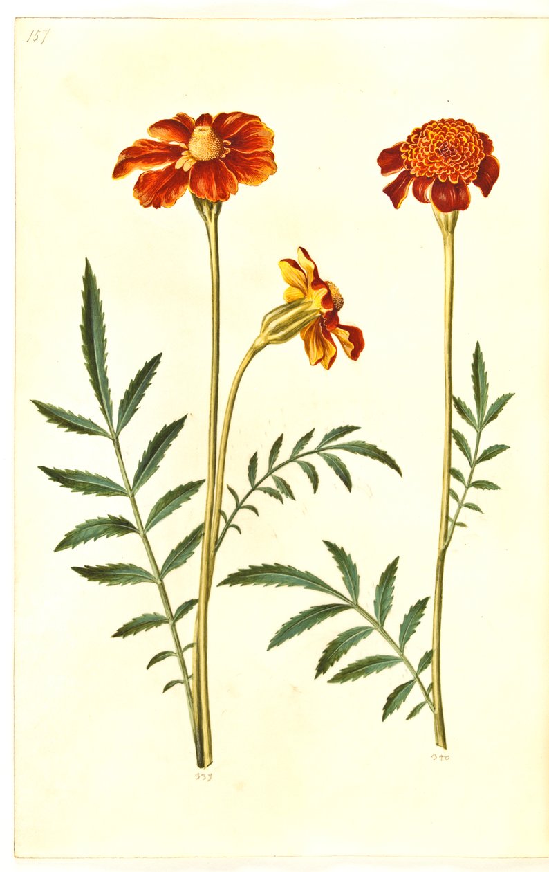Tagetes Patula by Hans Simon Holtzbecker