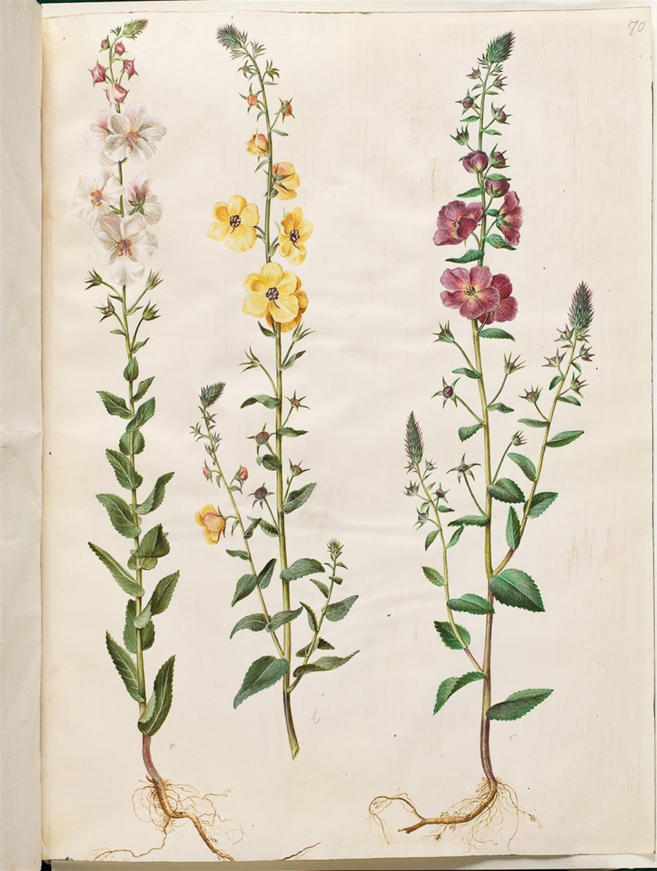 Verbascum blattaria (klase-kongelys); Verbascum phoeniceum (purpur-kongelys) by Hans Simon Holtzbecker