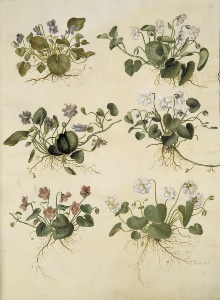 Viola odorata (March Violet) by Hans Simon Holtzbecker