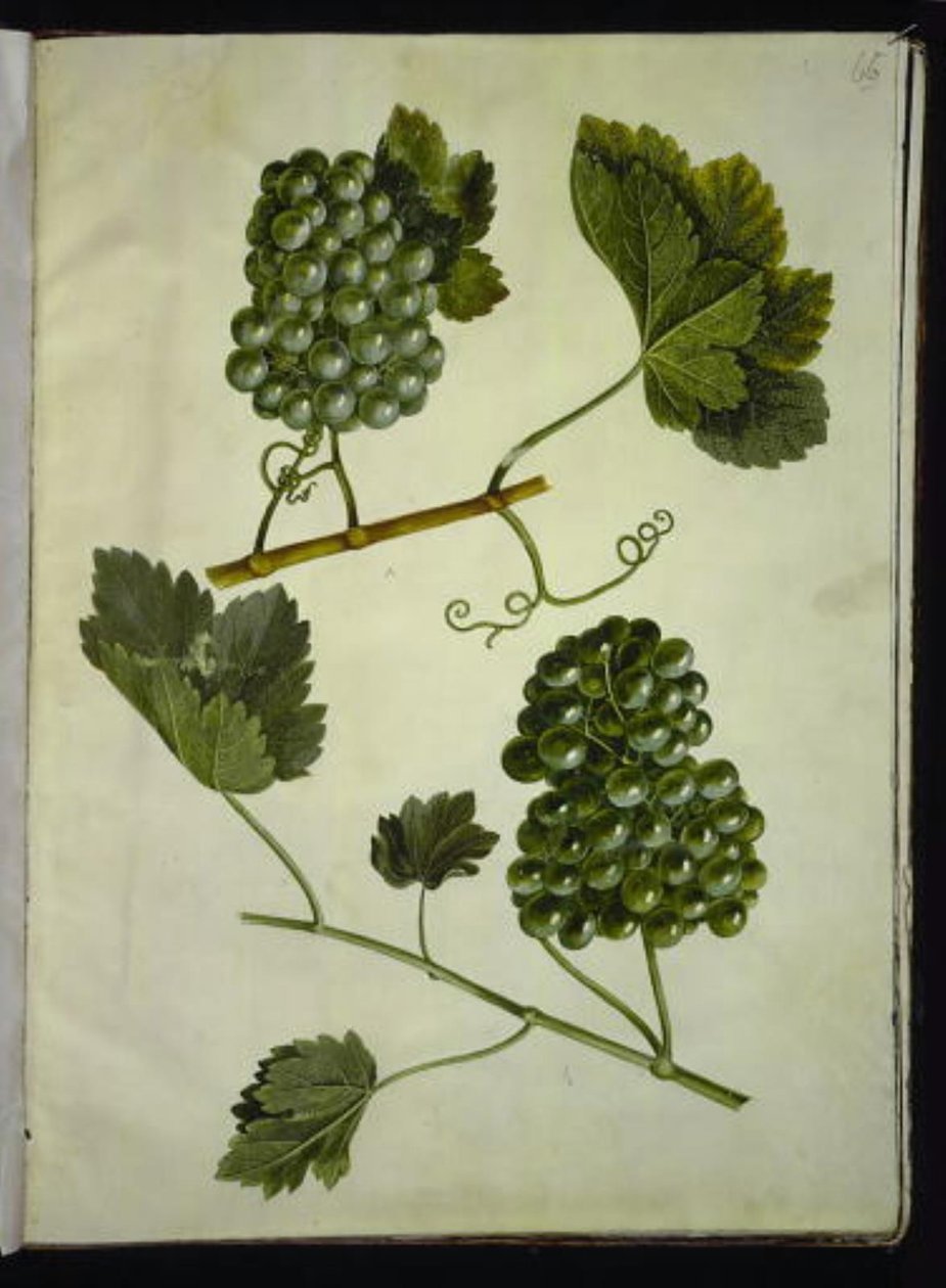 Vitis vinifera (common grapevine) by Hans Simon Holtzbecker