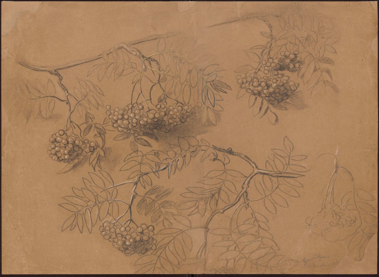 Rowan Branches by Hans Thoma