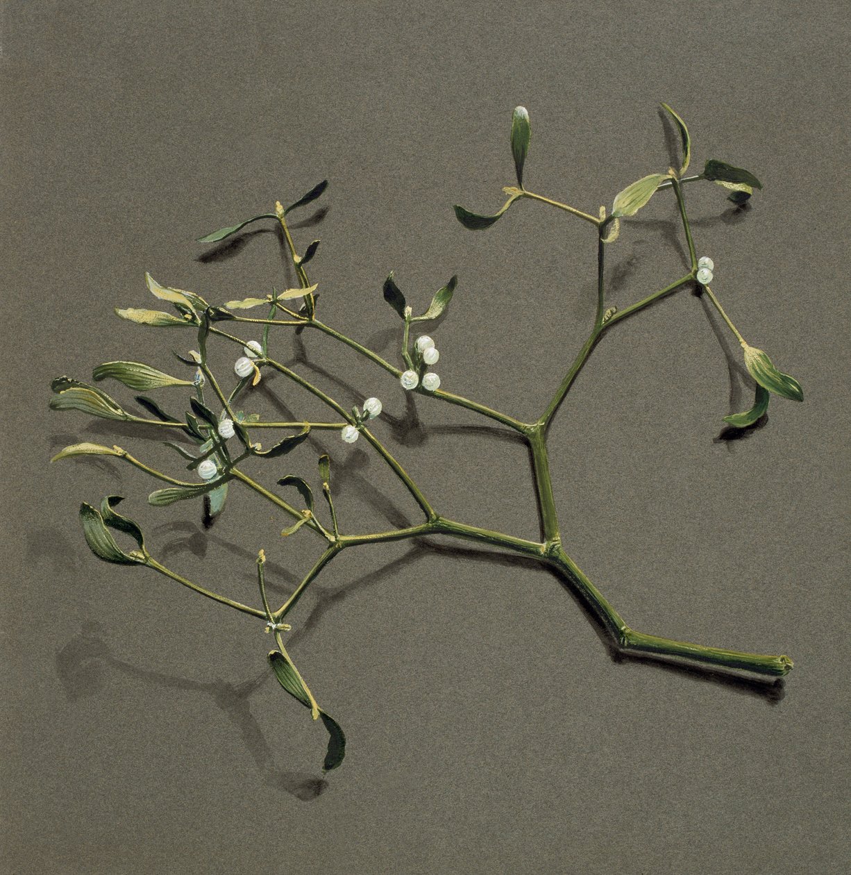 Viscum album L Mistletoe, c1870-1920 by Harold Drinkwater