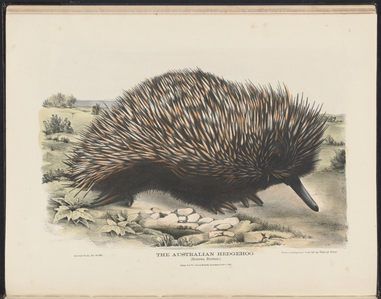 Mammals of Australia: The Australian Hedgehog by Harriet Morgan
