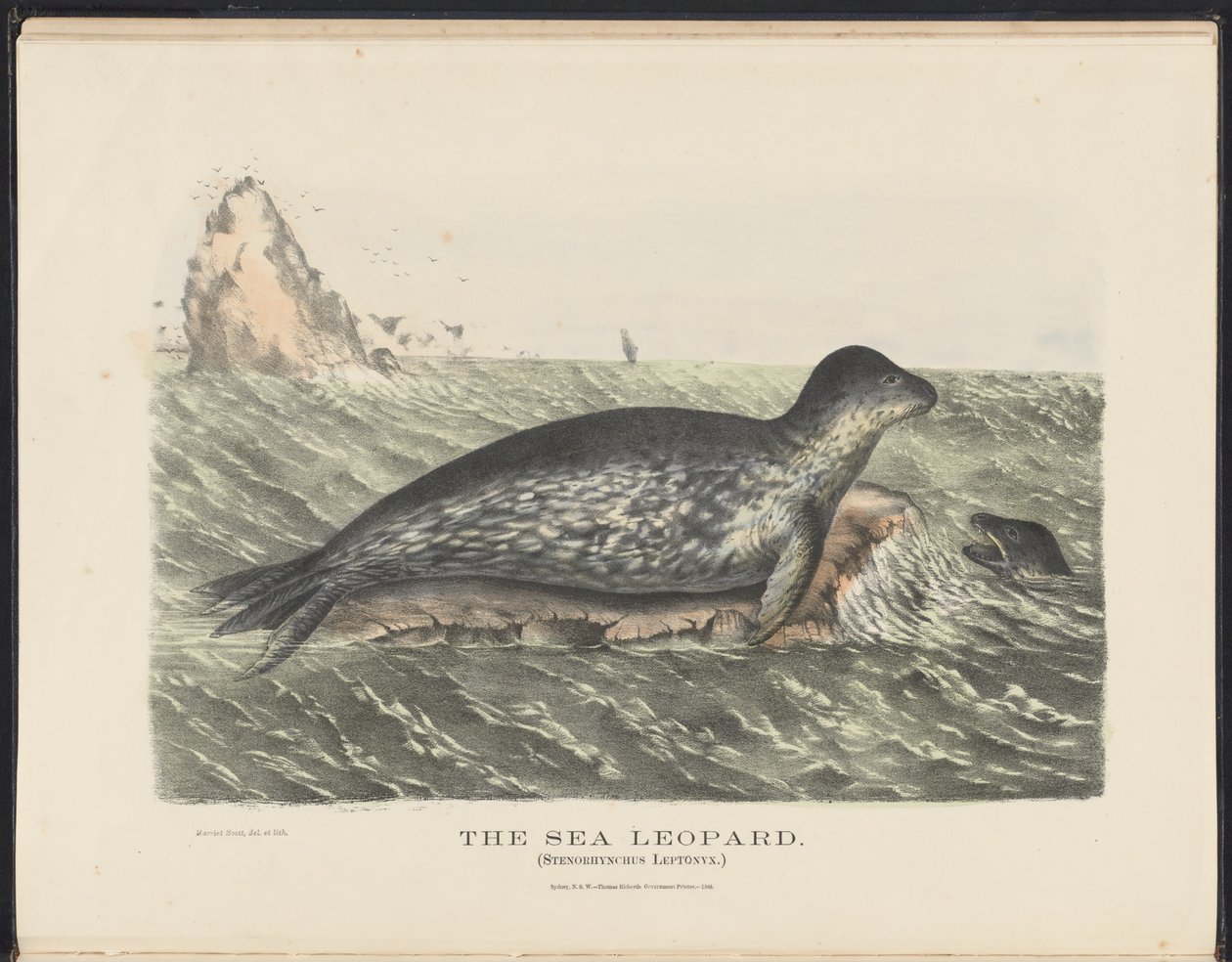 Mammals of Australia: The Sea Leopard by Harriet Morgan