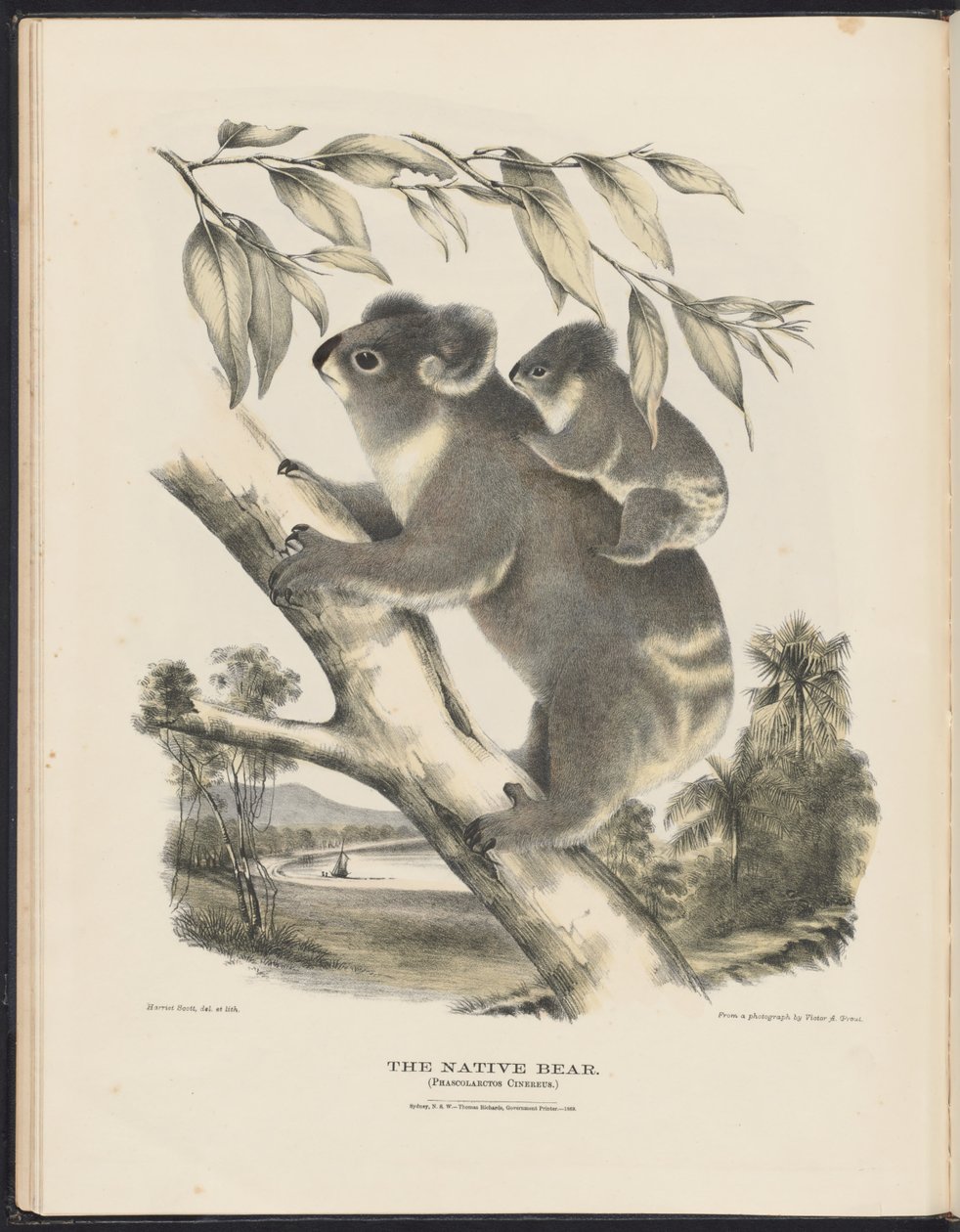 Mammals of Australia: The Native Bear by Harriet Morgan