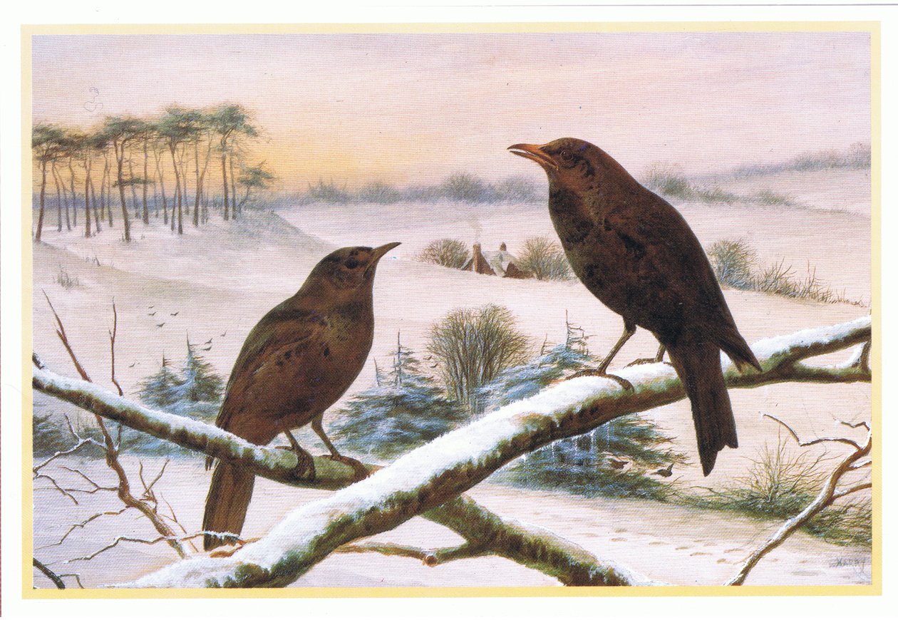 Blackbirds by Harry Bright