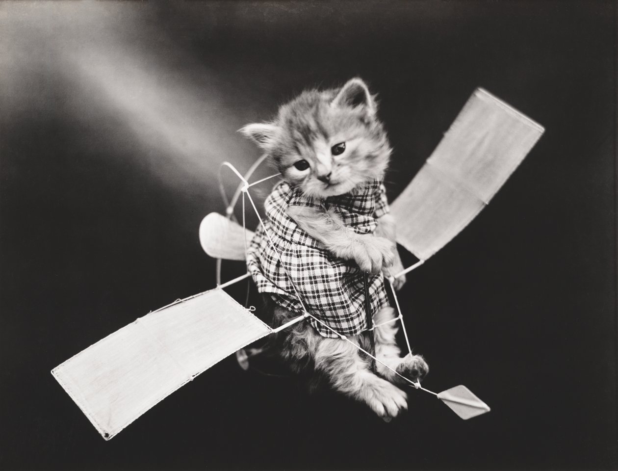 Kitties Series: Pilot Flying Plane, c.1914 by Harry Whittier Frees