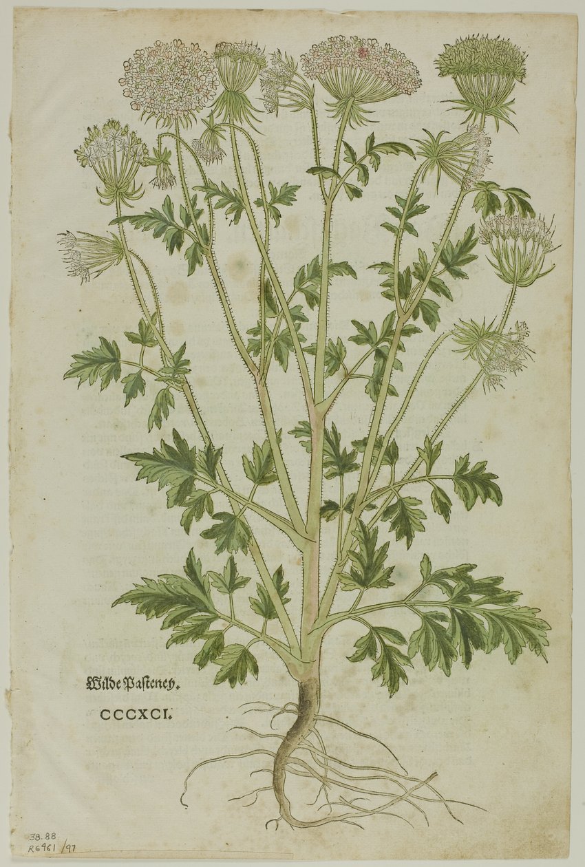 Leaf from New Kreuterbuch by Leonhart Fuchs, Plate 97 from Woodcuts from Books of the 16th Century by Heinrich Füllmaurer