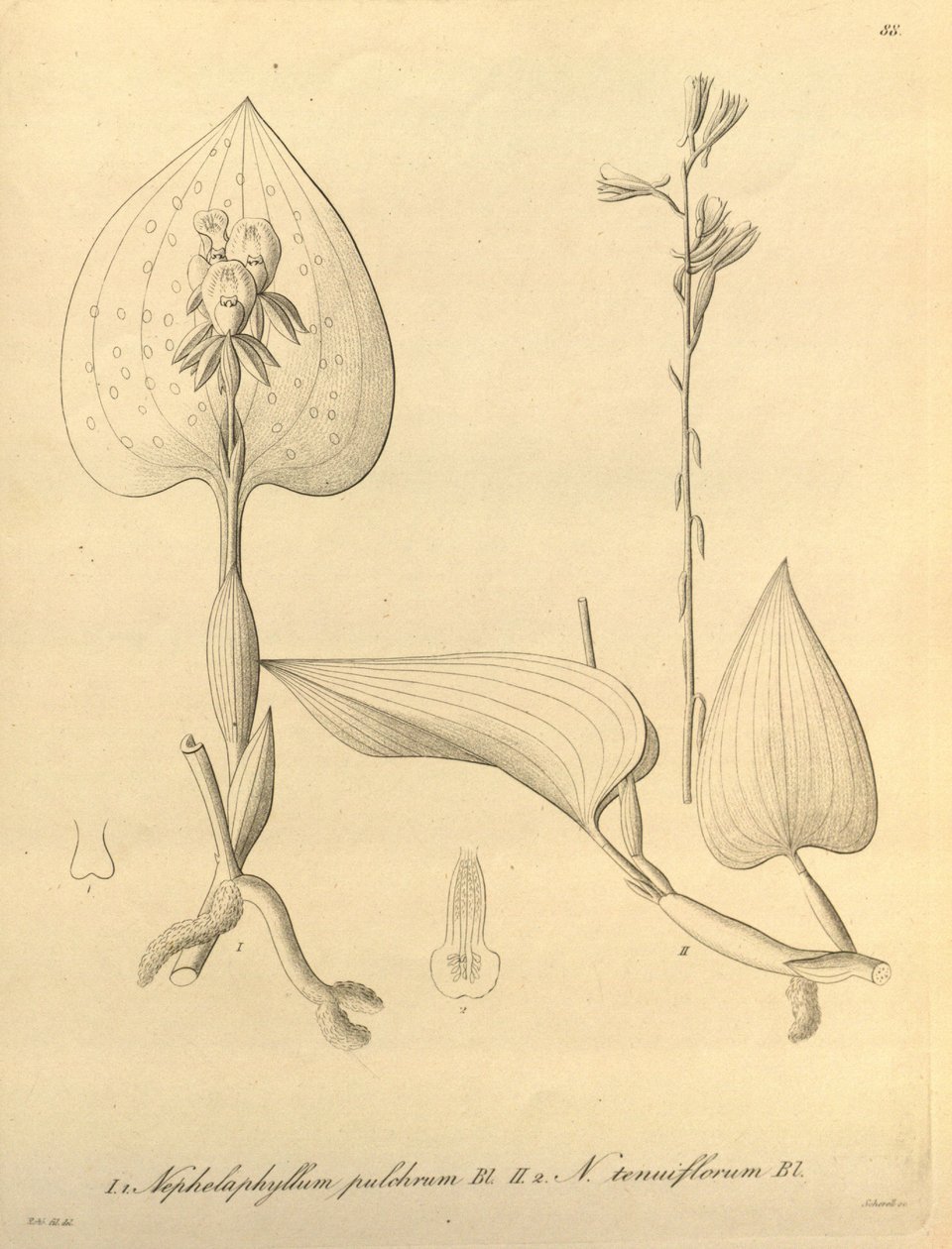 Biodiversity Heritage Library by Heinrich Gustav Reichenbach