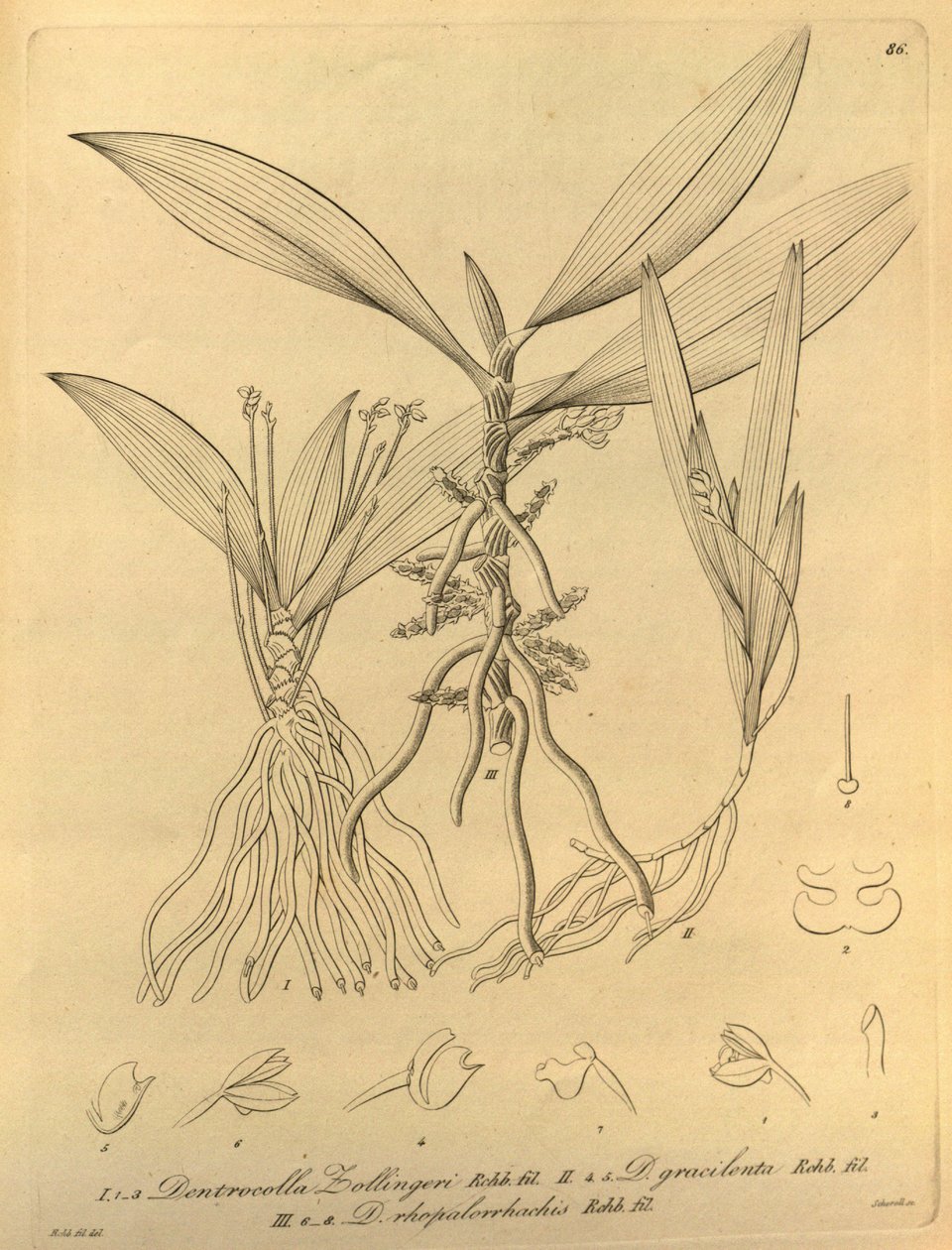 This File Comes from the Biodiversity Heritage Library by Heinrich Gustav Reichenbach