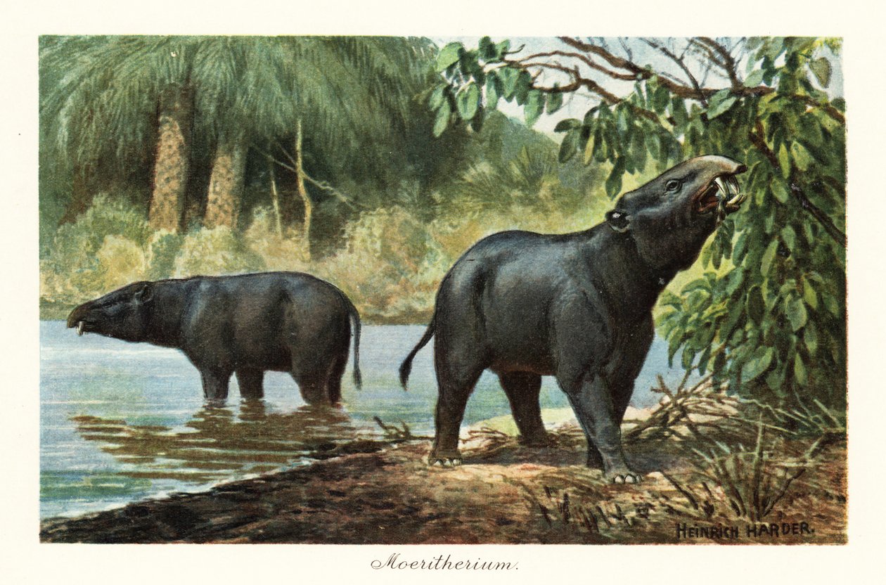 Moeritherium, extinct genus of proboscidean of the Eocene by Heinrich Harder