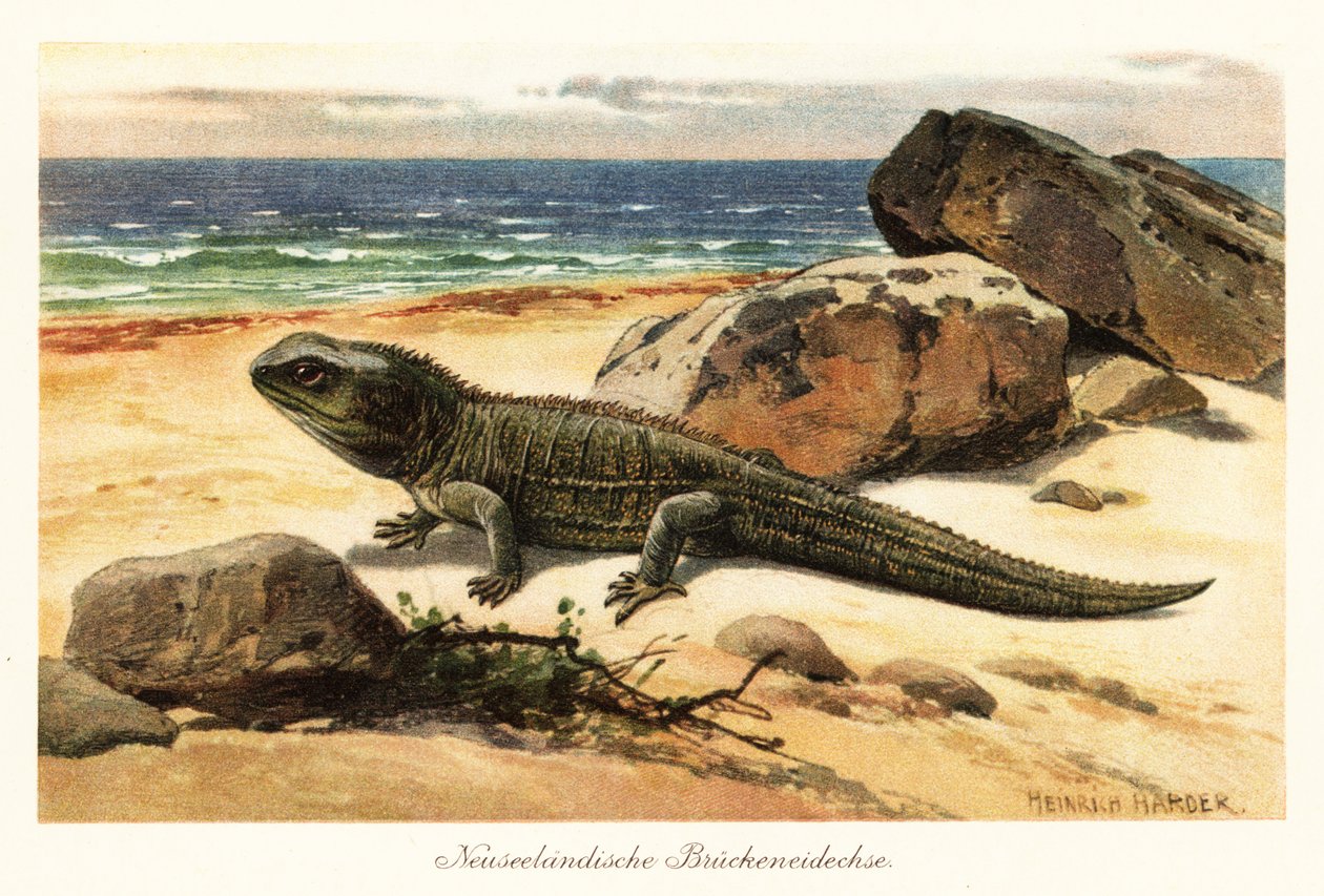 Vulnerable tuatara, Sphenodon punctatus, on the shore by Heinrich Harder