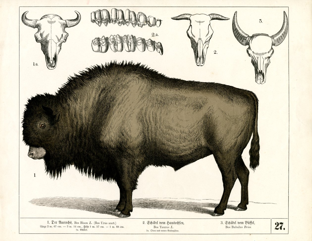 Aurochs and Skulls of Domestic Cattle and Buffalo by Heinrich Leutemann