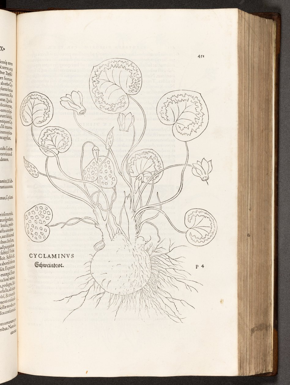 Cyclamen, illustration from De historia stirpium commentarii insignes by Leonhart Fuchs, 1542 by Heinrich and Meyer, Albert Fullmaurer