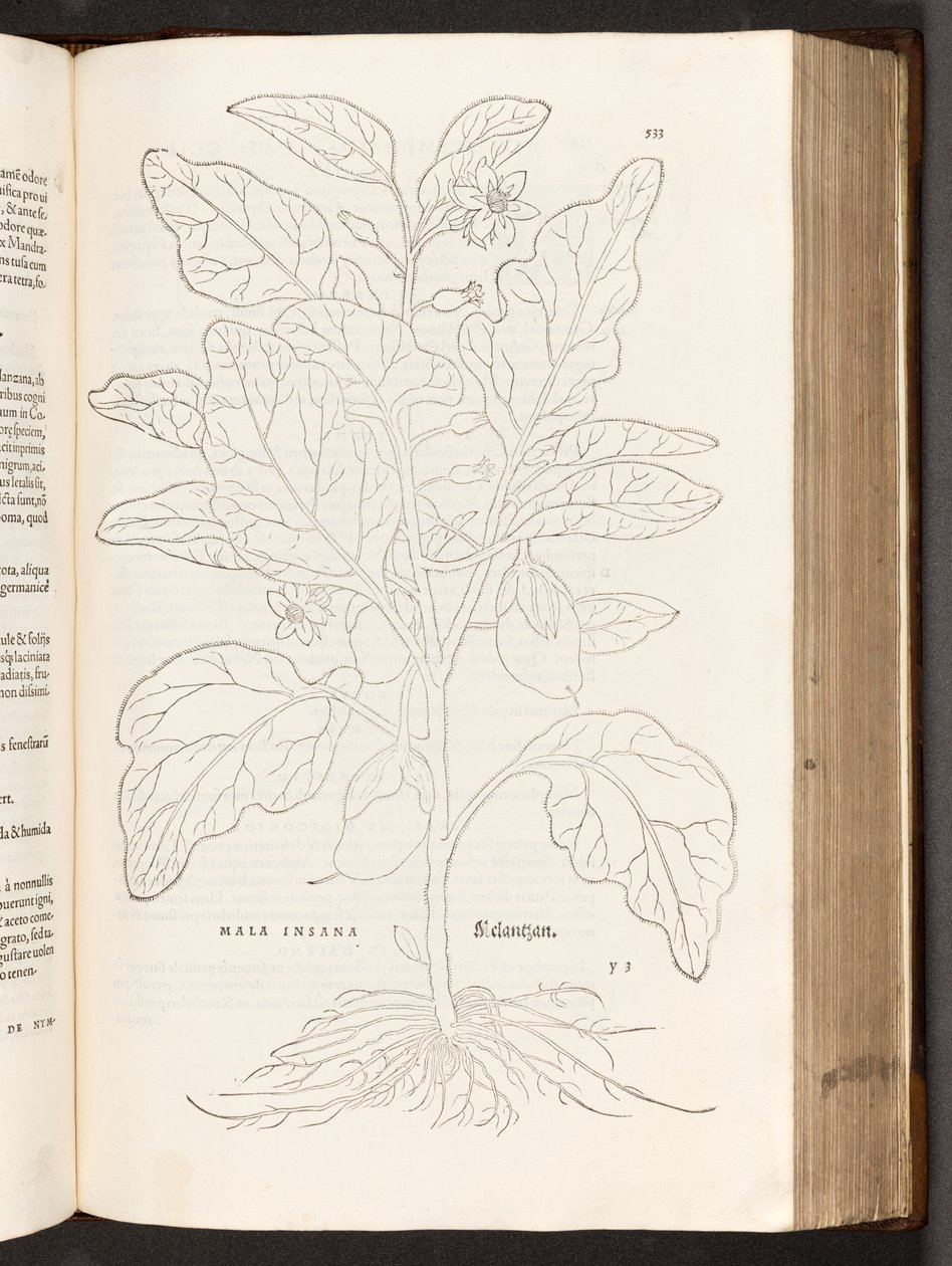 Aubergine, illustration from De historia stirpium commentarii insignes by Leonhart Fuchs, 1542 by Heinrich and Meyer, Albert Fullmaurer