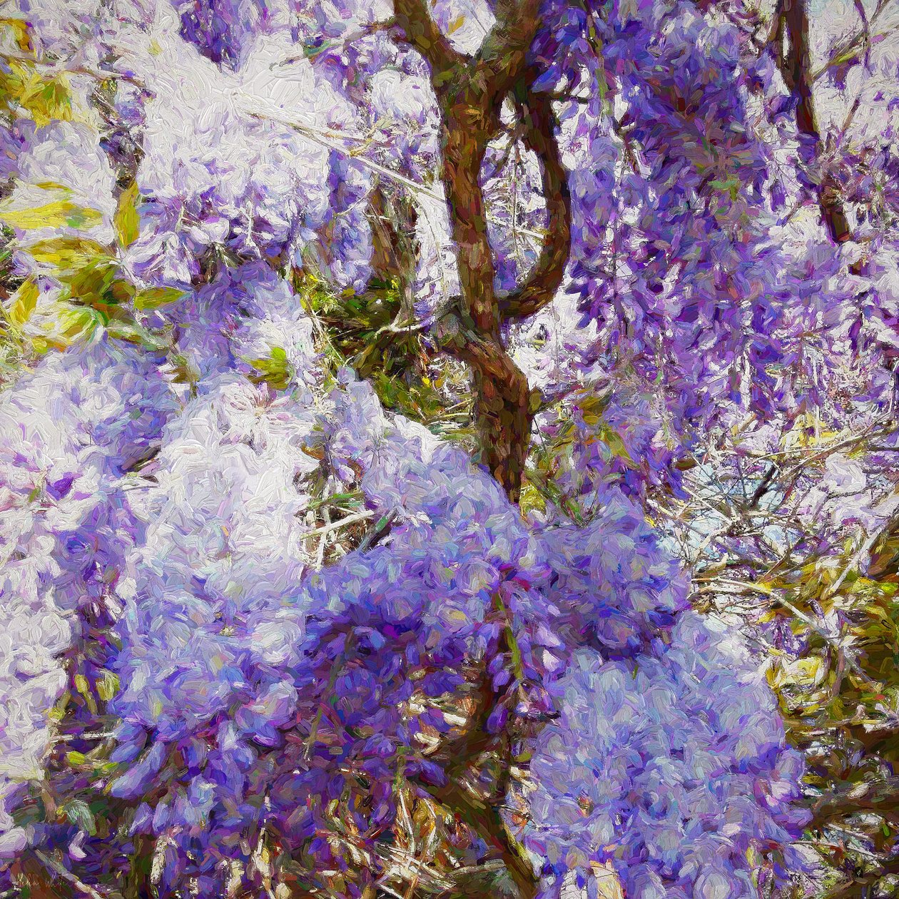 Wisteria by Helen White