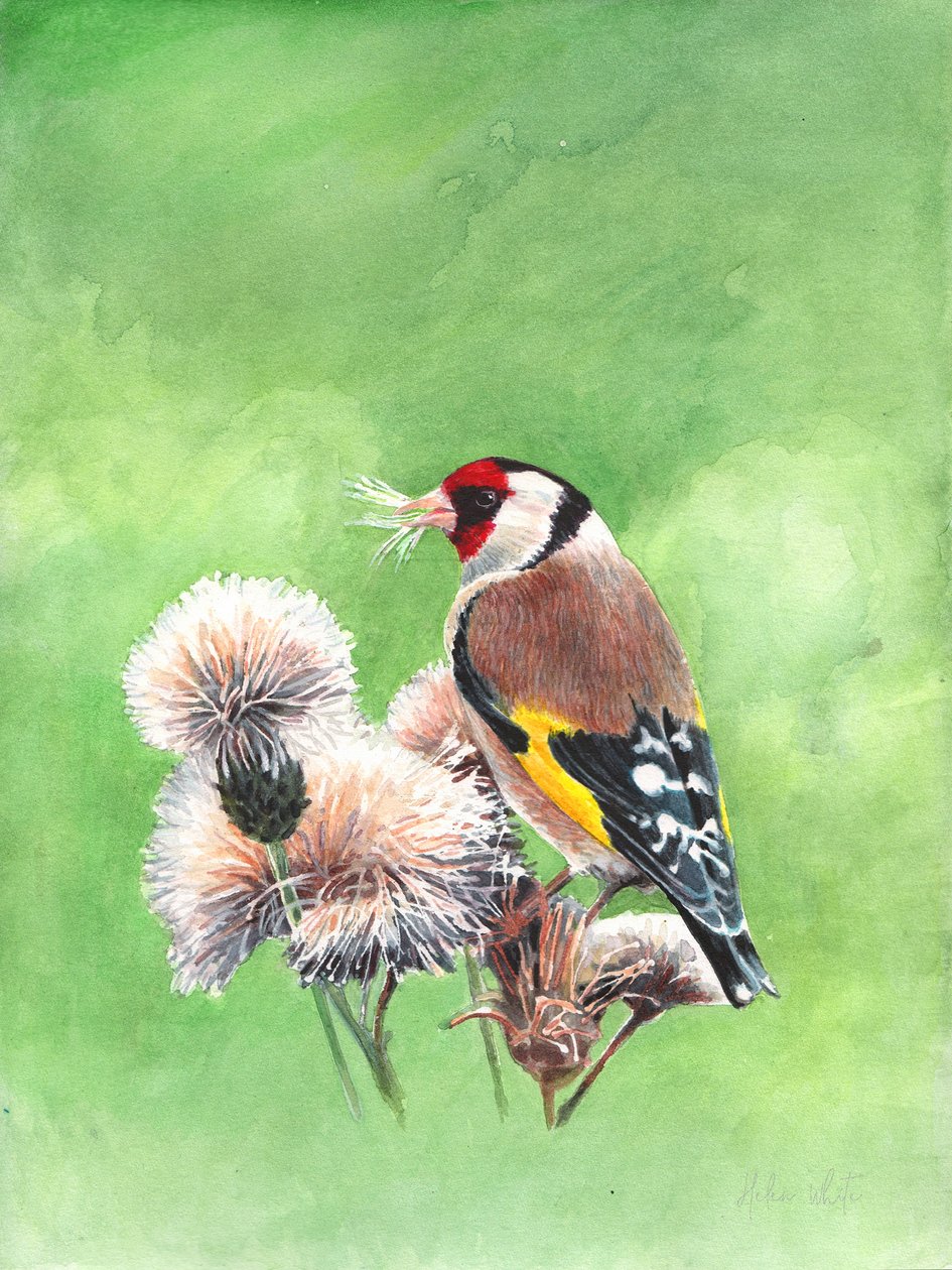 Goldfinch I by Helen White