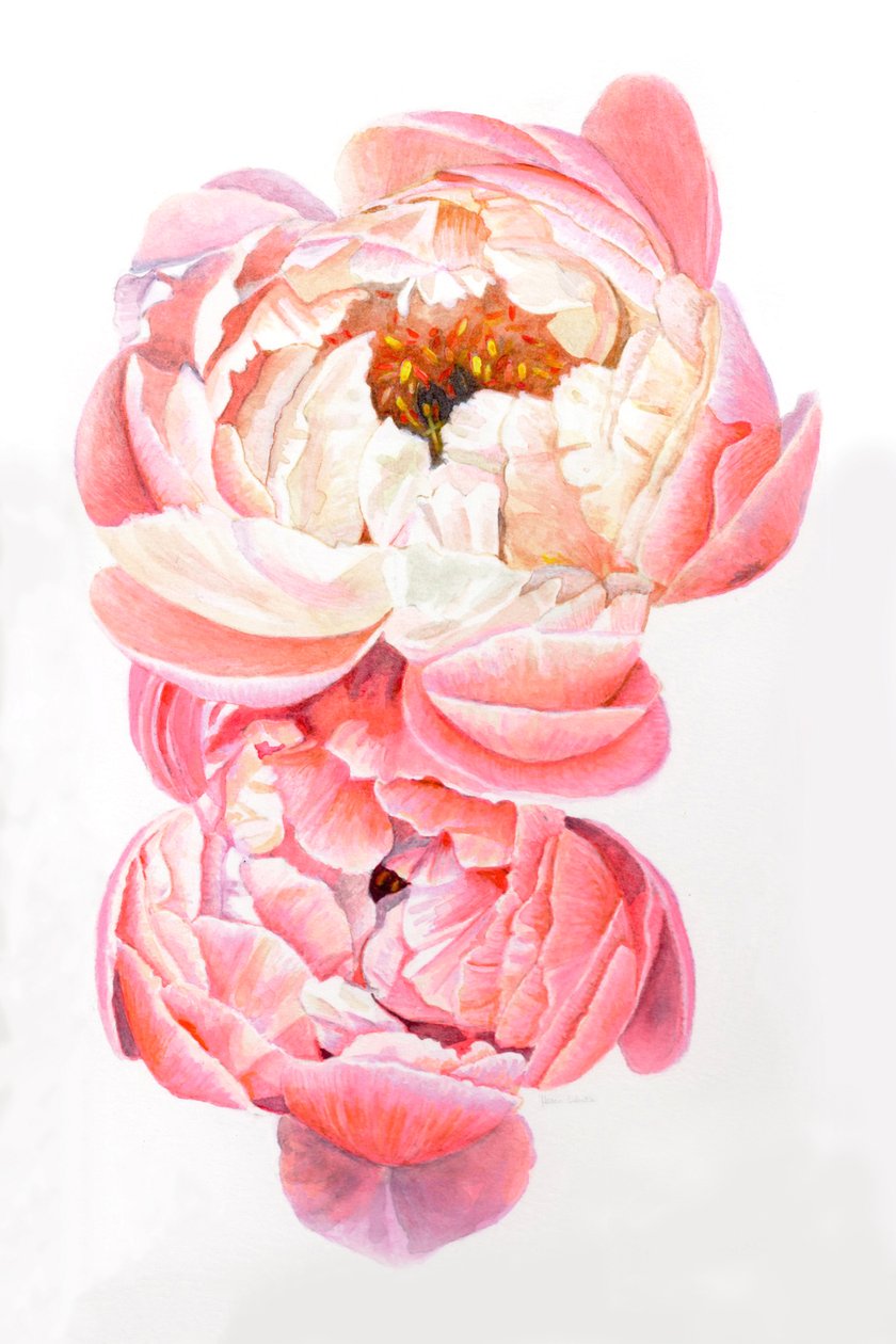 Peonies, 2021 by Helen White