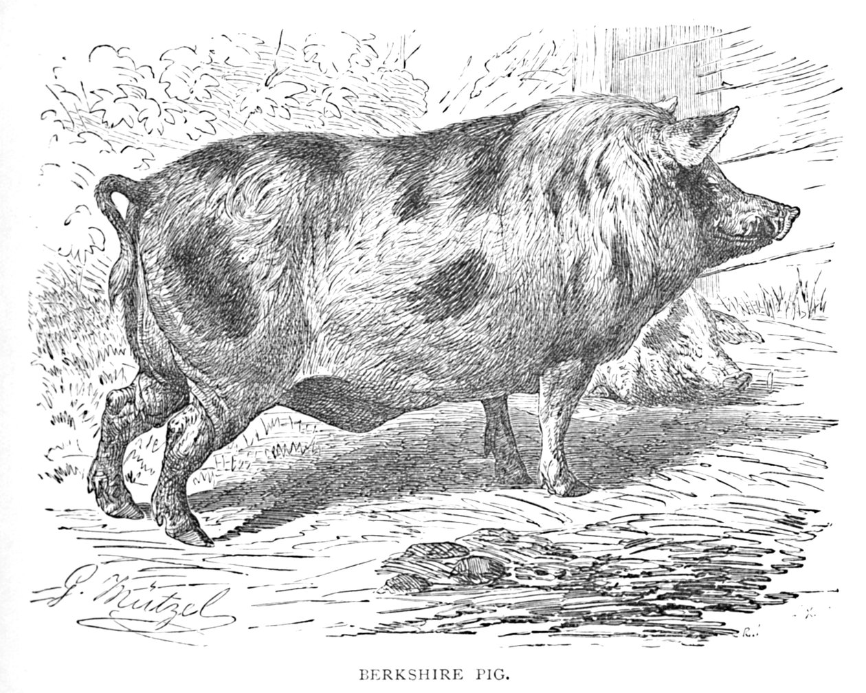 Berkshire Pig by Helena J. Maguire