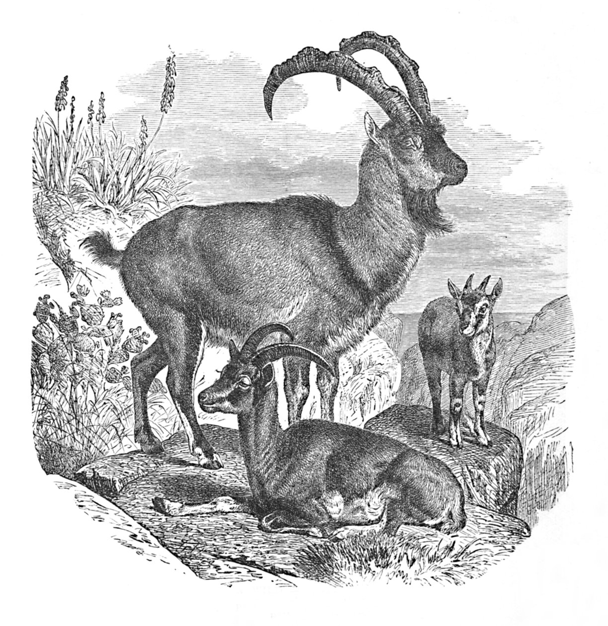Persian Wild Goats, c1900 by Helena J. Maguire